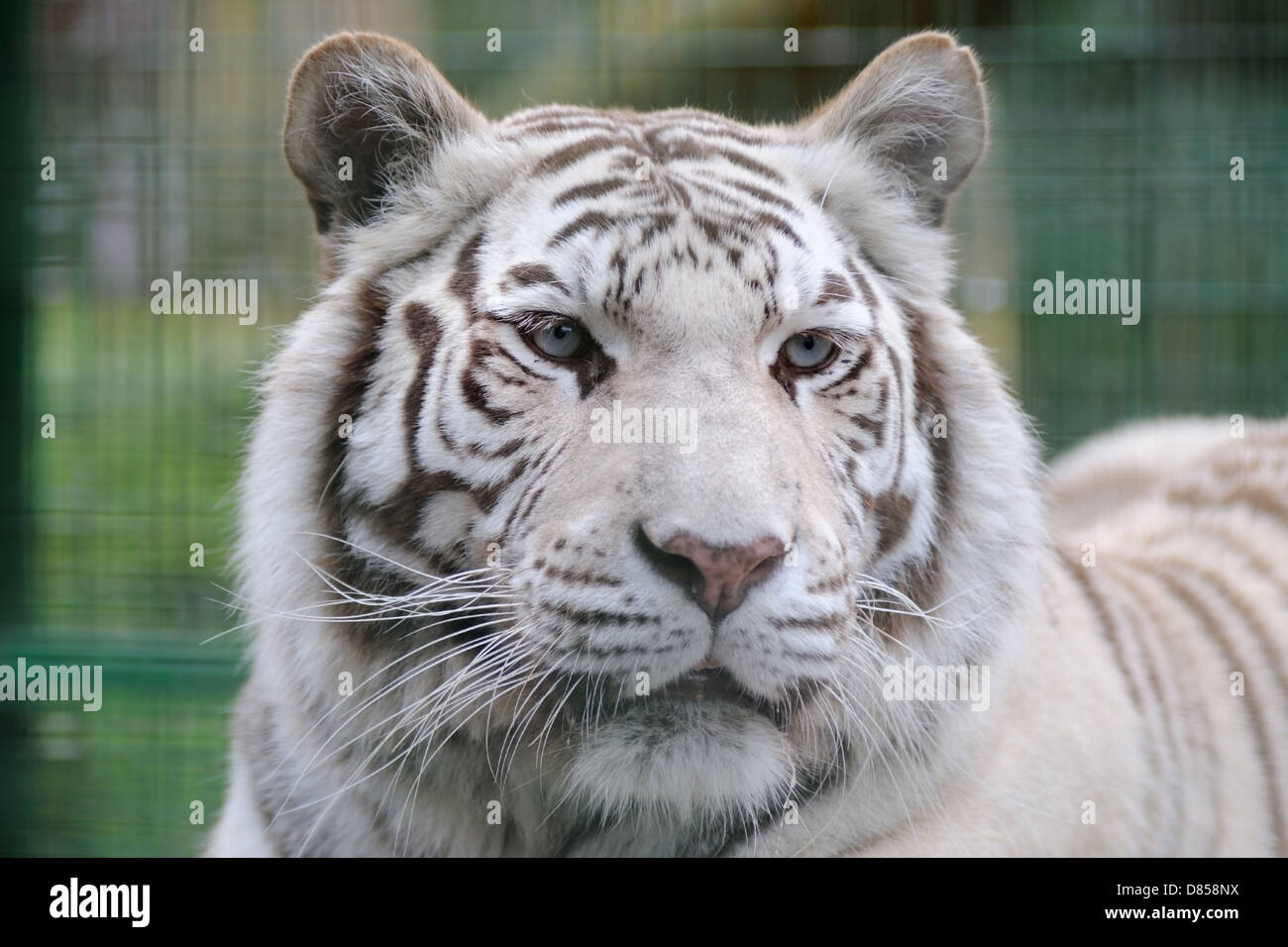 Weisse Tiger Blaue Augen Stockfotos Und Bilder Kaufen Alamy