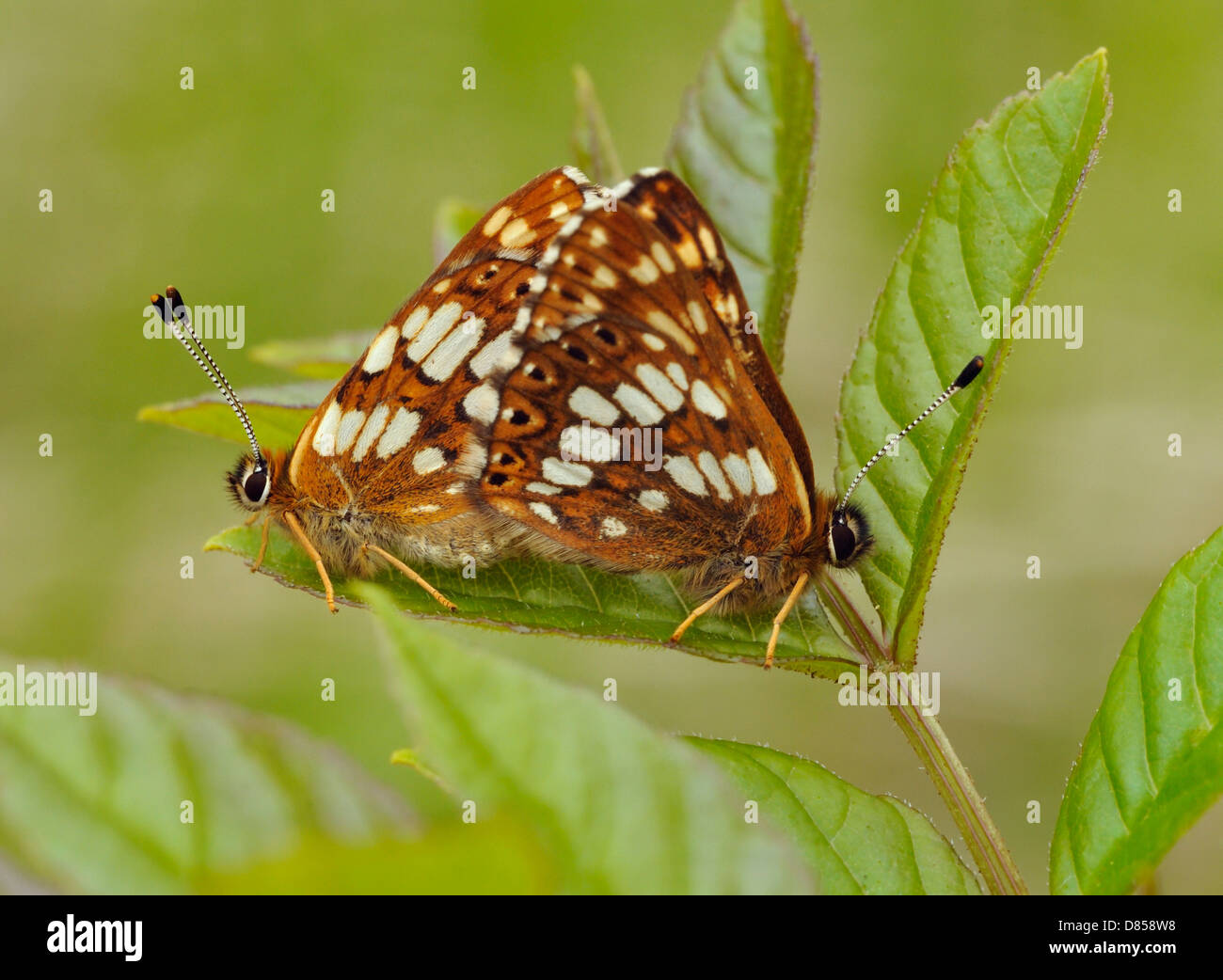 Herzog von Burgund Schmetterlinge - Hamearis Lucina Paarung paar Stockfoto