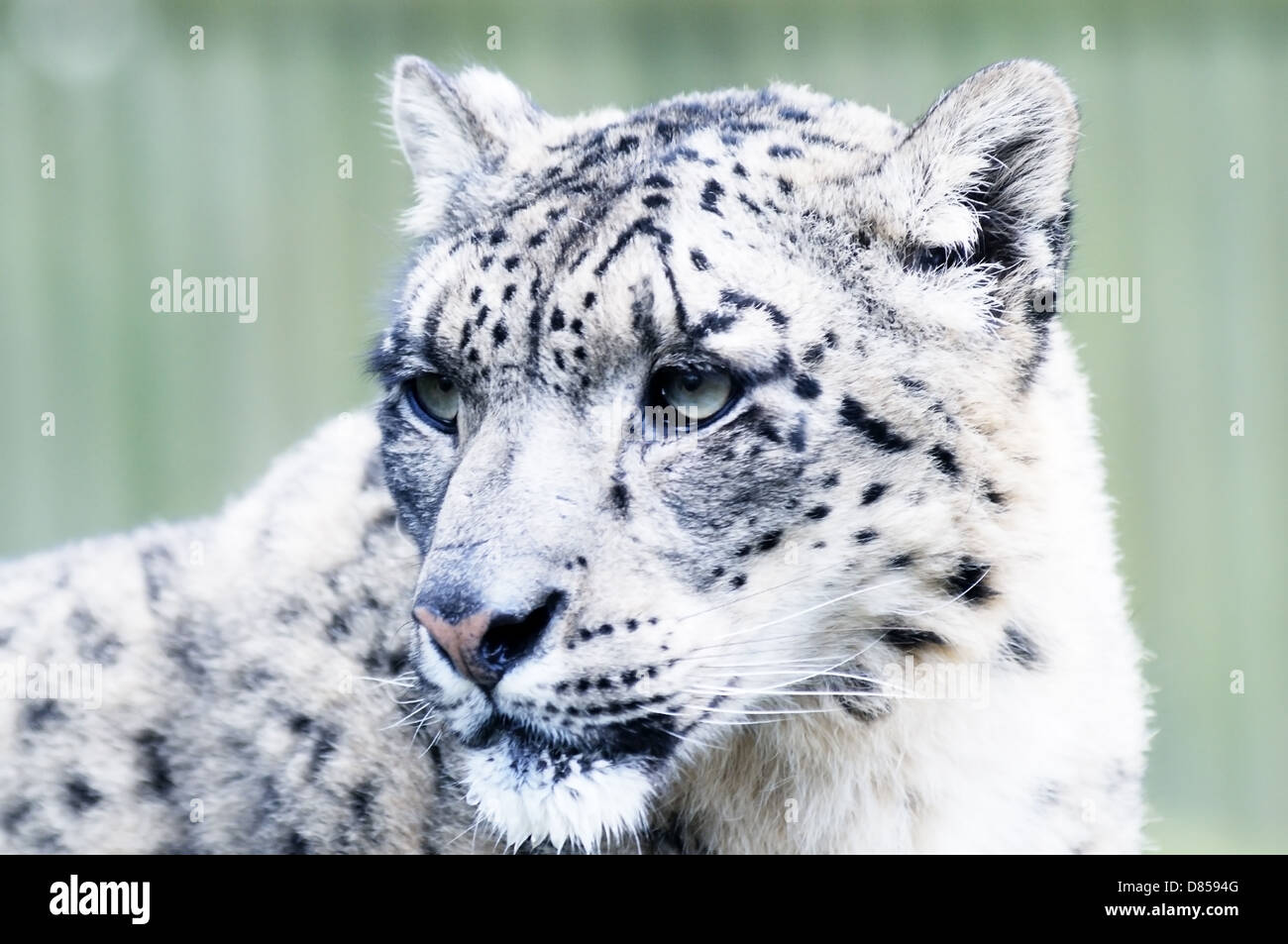 Nahaufnahme von Snow Leopard Kopf mit fleckigen Pelz-detail Stockfoto