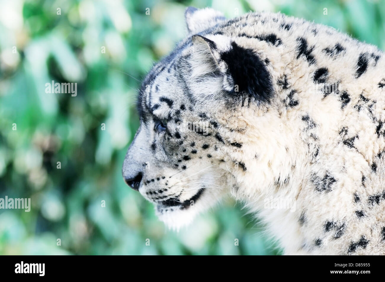 Nahaufnahme von Snow Leopard Kopf im Profil zeigen fleckige Fell Stockfoto