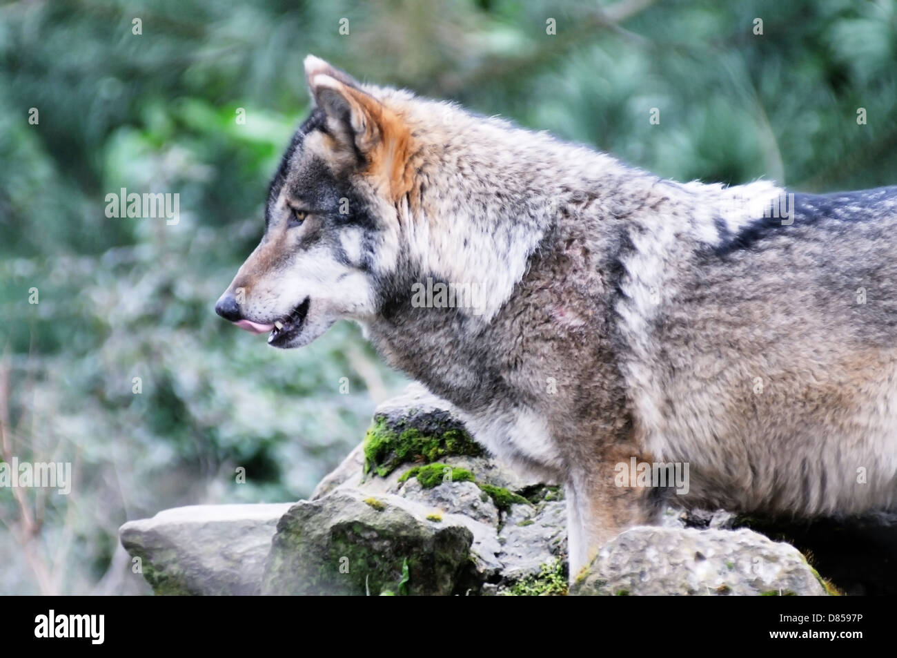 Ein einsamer Wolf sucht hungrigen lecken Lippen Stockfoto