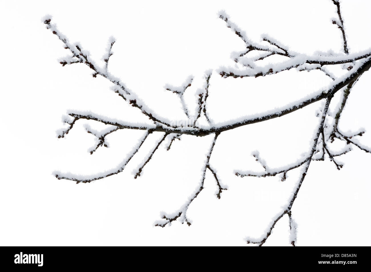 Baum im Winter mit Schnee bedeckt Stockfoto