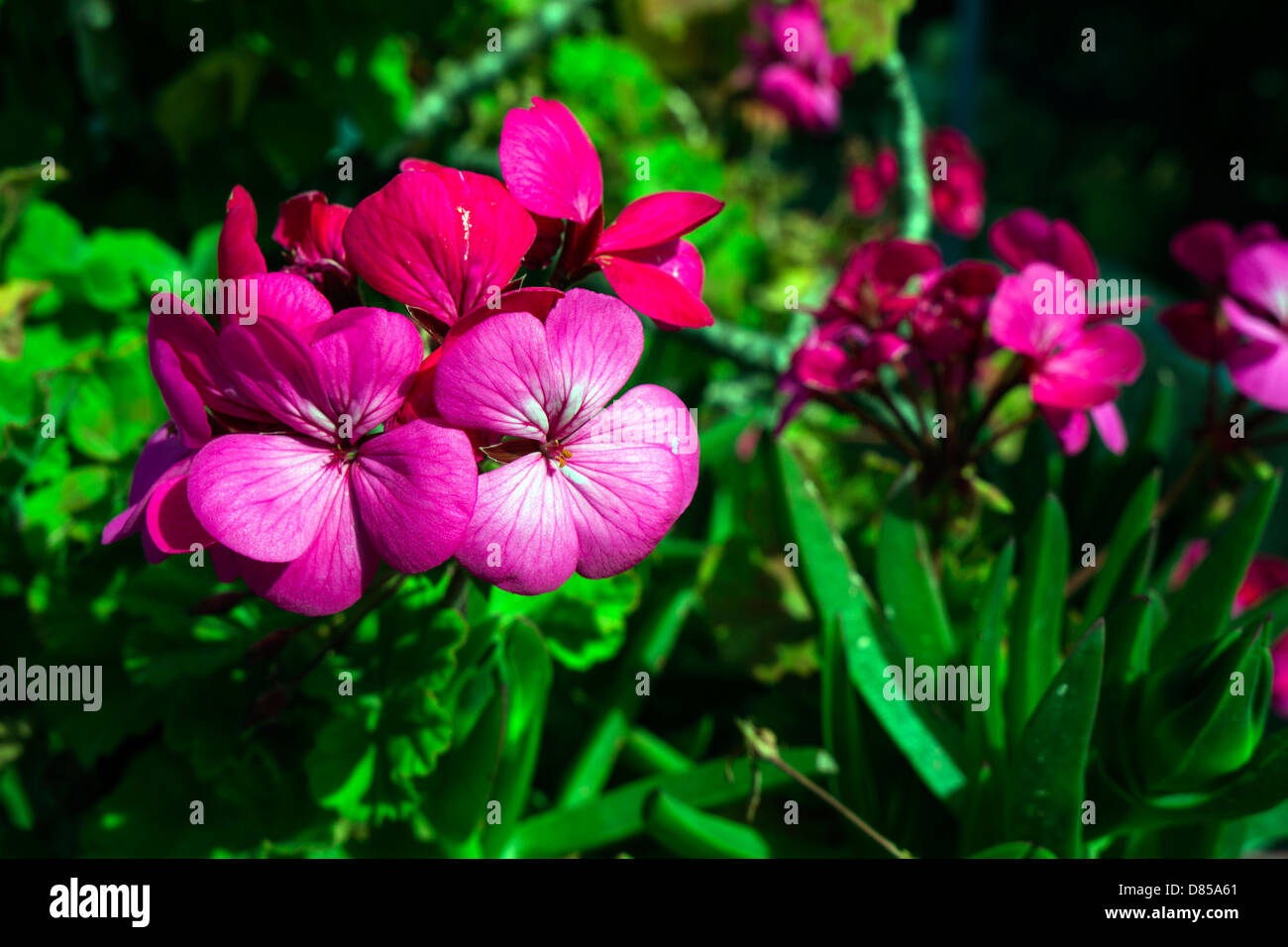 Rote Fowers, close-up, Frühling, Wachstum, Farbe rosa Farbe Stockfoto