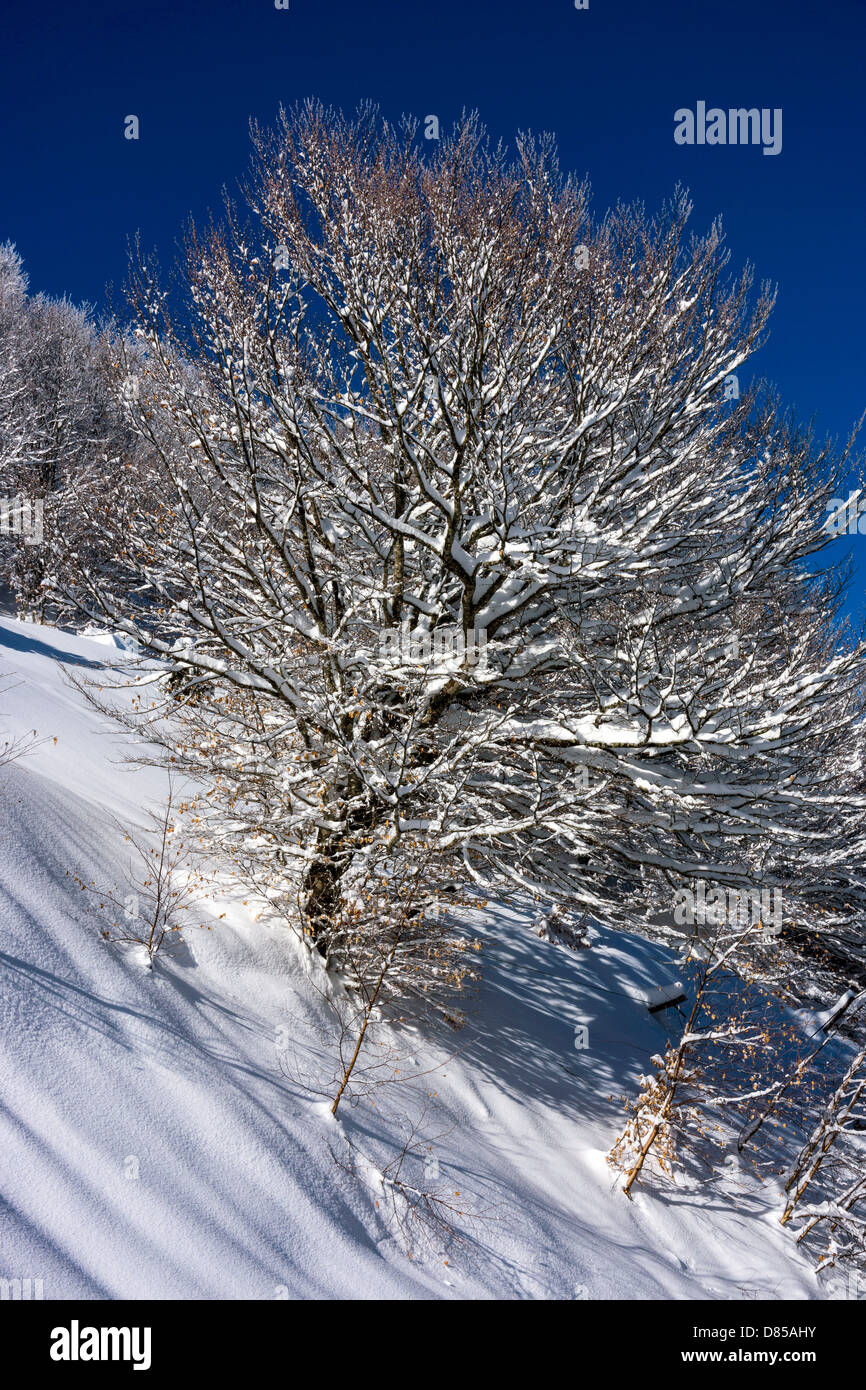 Winter, Schnee auf den Bäumen, blauer Himmel, kalten, schneereichen, Plateau de de Beille, Ariège, Französischen Pyrenäen, Frankreich Stockfoto