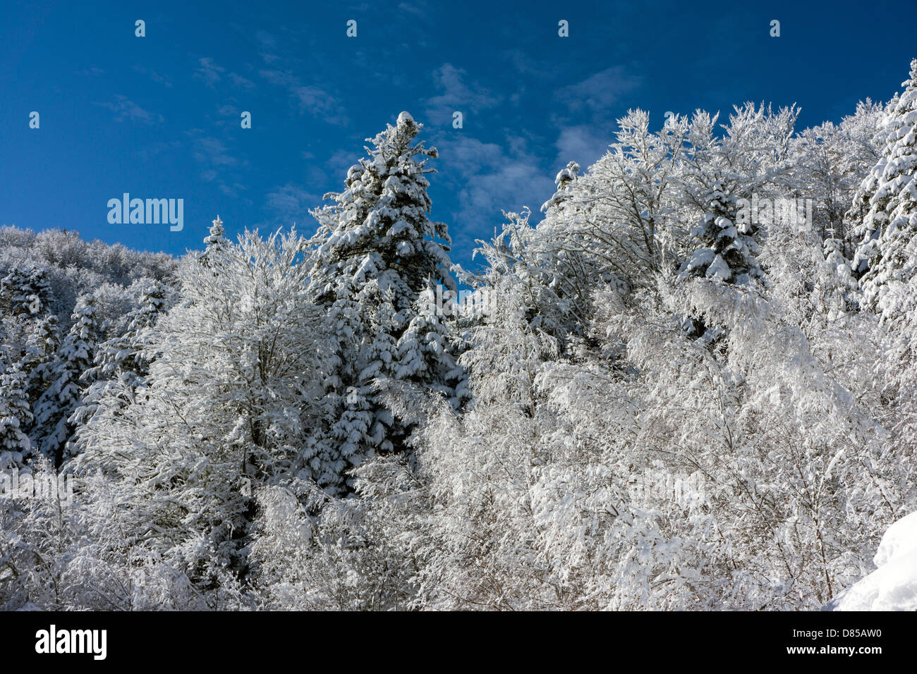 Winter, Schnee auf den Bäumen, blauer Himmel, kalten, schneereichen, Plateau de de Beille, Ariège, Französischen Pyrenäen, Frankreich Stockfoto