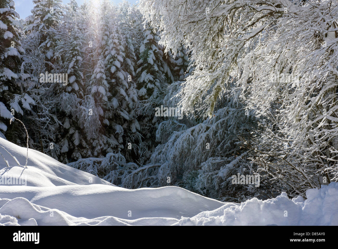 Winter, Schnee auf den Bäumen, blauer Himmel, kalten, schneereichen, Plateau de de Beille, Ariège, Französischen Pyrenäen, Frankreich Stockfoto