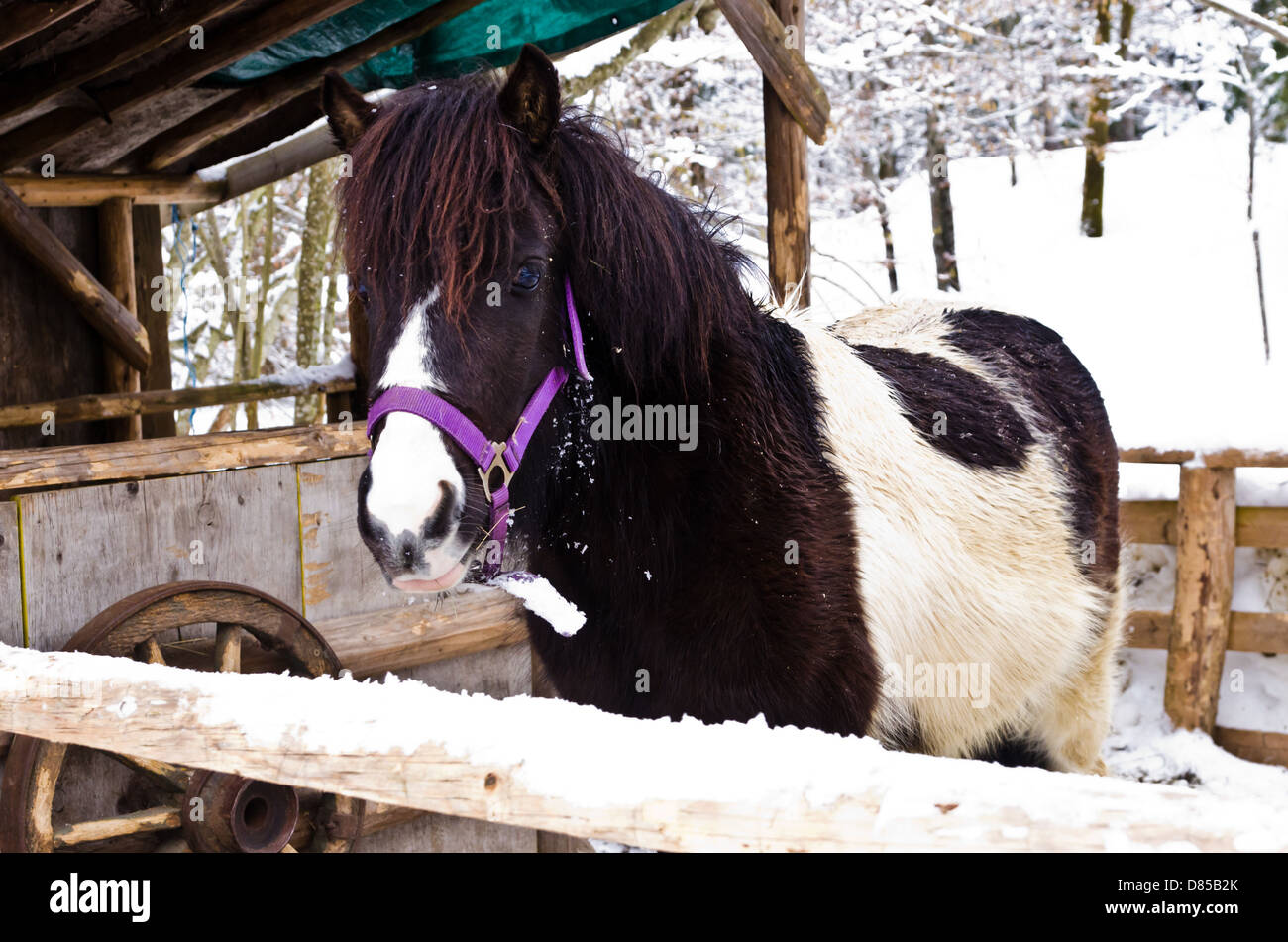 Pony auf den Hof mit Schnee bedeckt Stockfoto