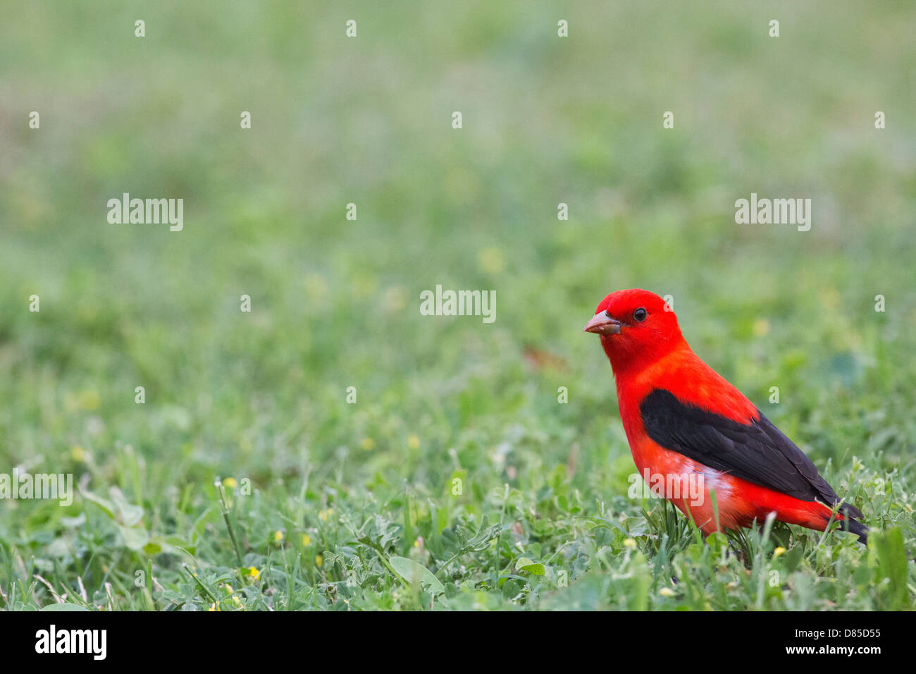 Eine Nahaufnahme von einem roten Vogel im grünen Gras sitzen Stockfoto