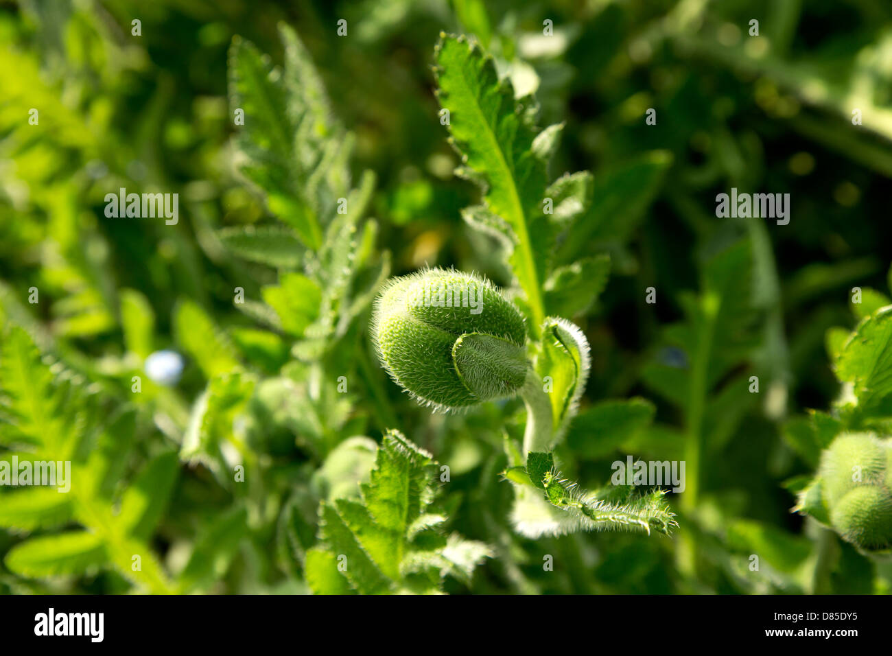 Mohn Knospe Stockfoto