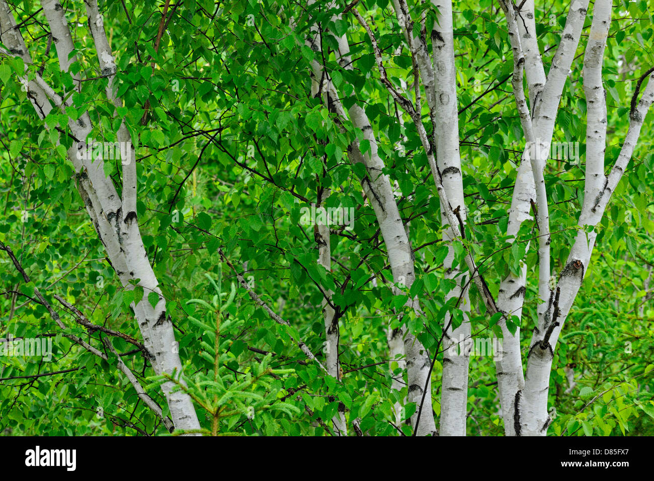 White birch Grove (Betula Papyrifera), Killarney, Ontario, Kanada Stockfoto