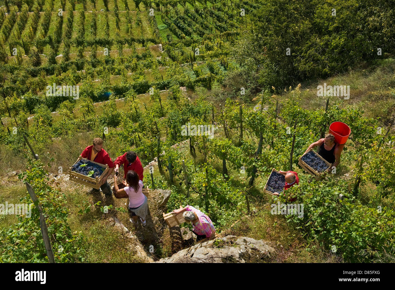 Italien-Lombardei-Valtellina-Chiuro Erntezeit Stockfoto