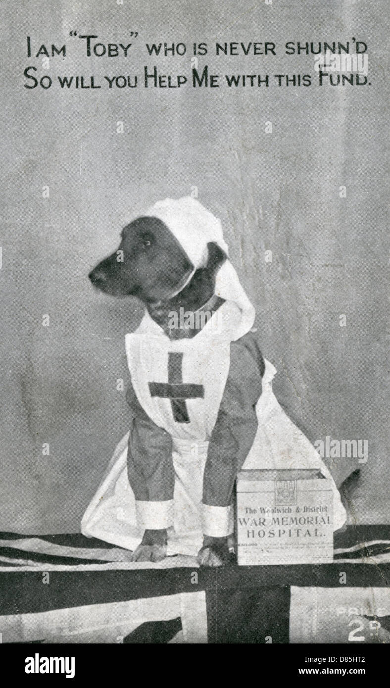 WAR MEMORIAL FUND - HUND Stockfoto