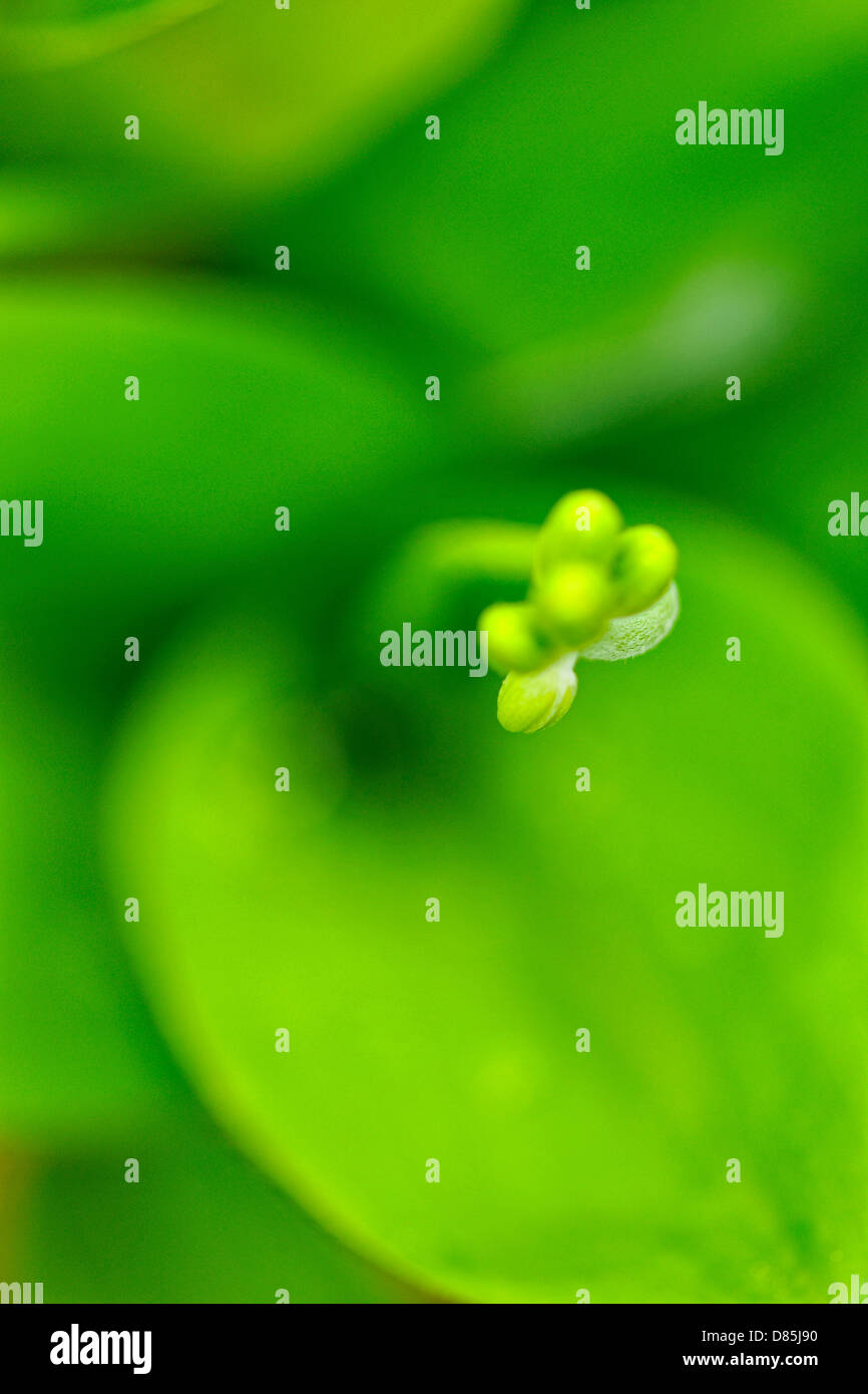 Blaue Perle Lily (Clintonia borealis) bleibt mehr Sudbury, Ontario, Kanada Stockfoto