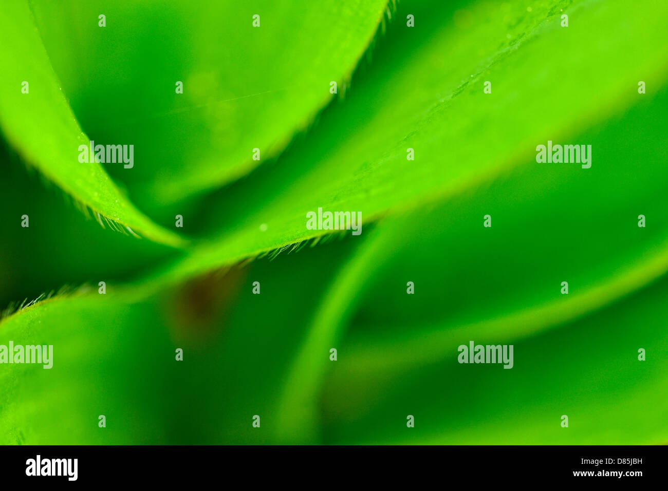 Blaue Perle Lily (Clintonia borealis) bleibt mehr Sudbury, Ontario, Kanada Stockfoto