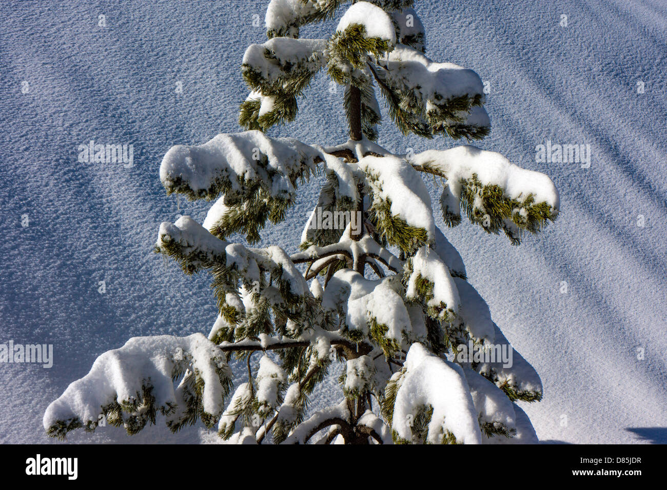 Winter, Schnee an kalten, verschneiten Weihnachtsbaum, Stockfoto