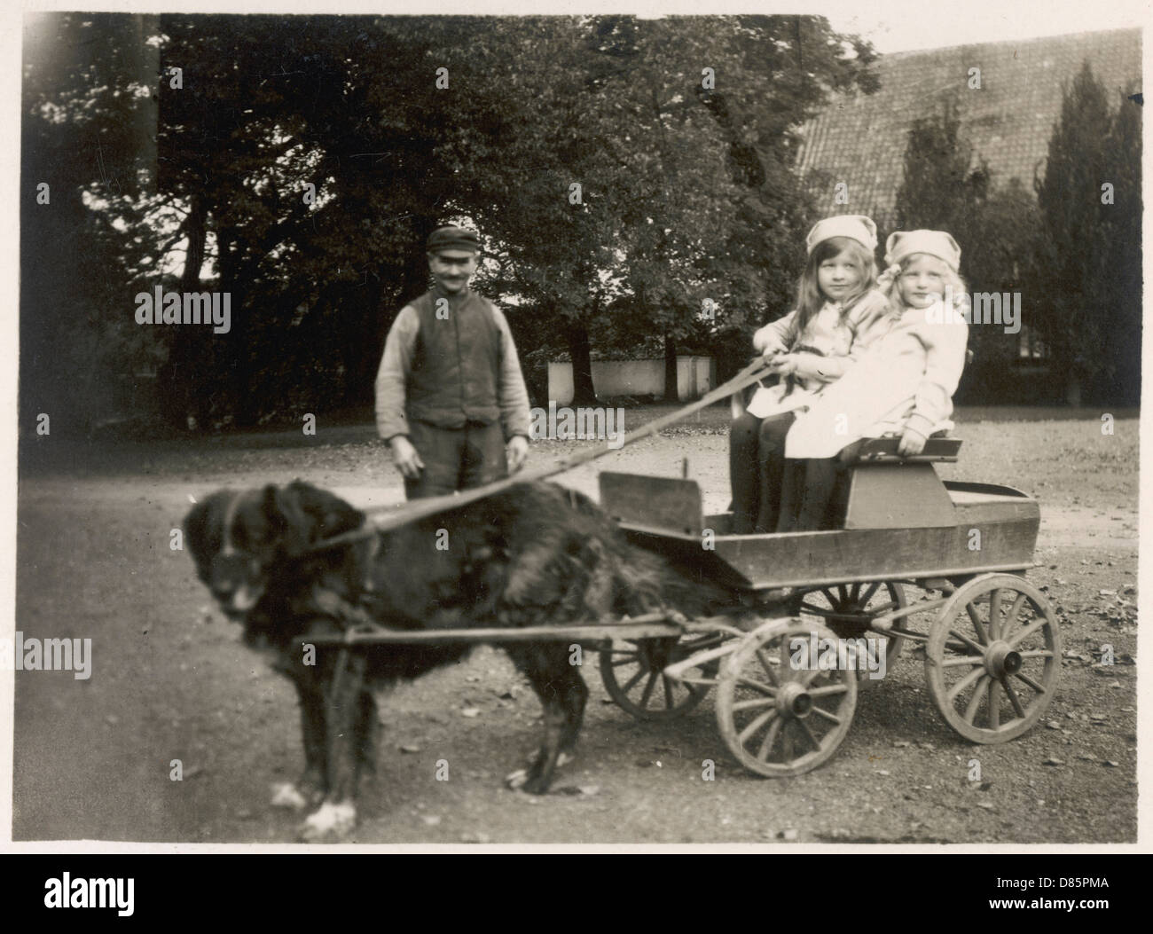 newfoundland dog pulling cart