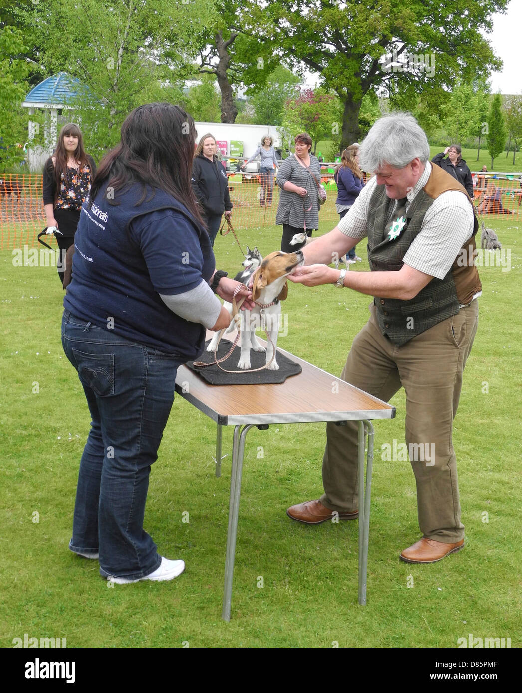 Hund bringt Sendungen unterschiedlicher Begeisterung... KEINE MODEL-RELEASES NUR ZUR REDAKTIONELLEN VERWENDUNG. Dies ist eine Hundeausstellung in Goodwood Agricultural College Tag der offenen Tür Stockfoto