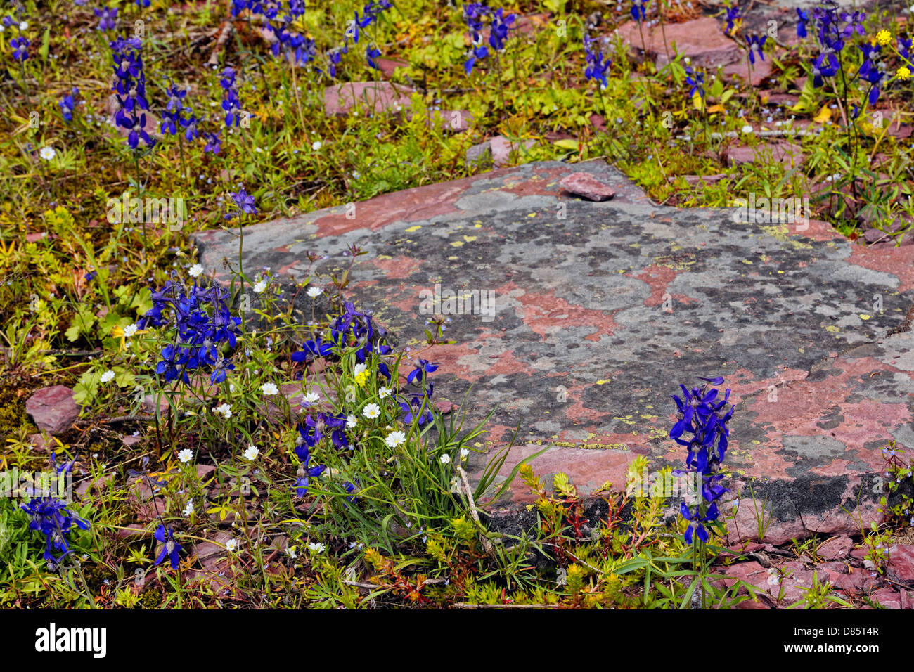 Sommer Wildblumen und rock Aufschlüssen entlang der St. Mary fällt Trail Glacier National Park, Montana, USA Stockfoto