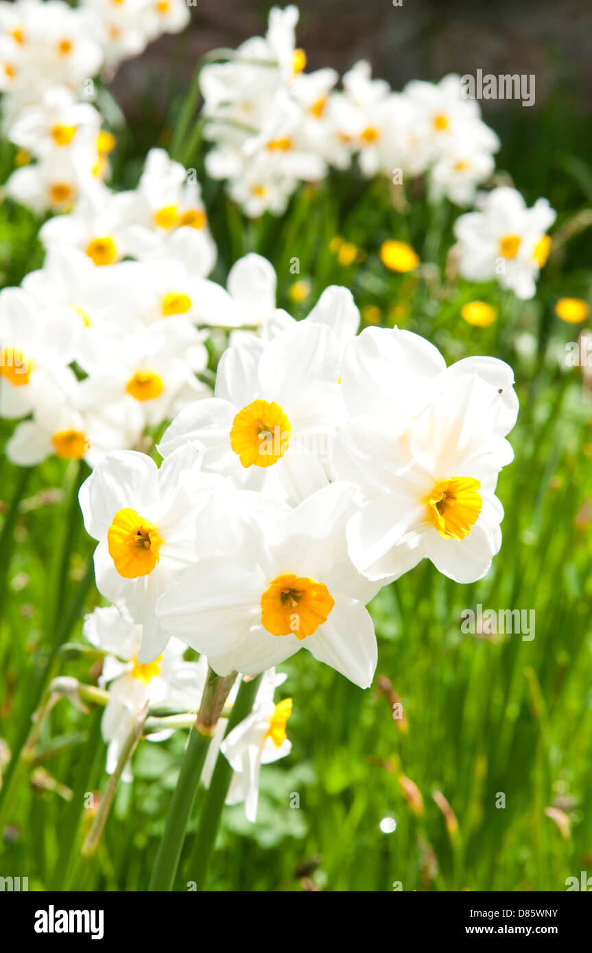 Eine Gruppe von Narcissus Blume wächst wild auf einer Wiese. Stockfoto