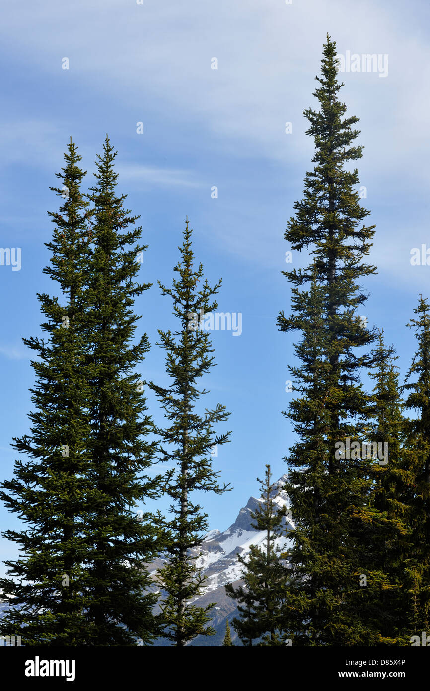 Lodgepole Kiefern (Pinus contorta), Banff National Park, Alberta, Kanada Stockfoto