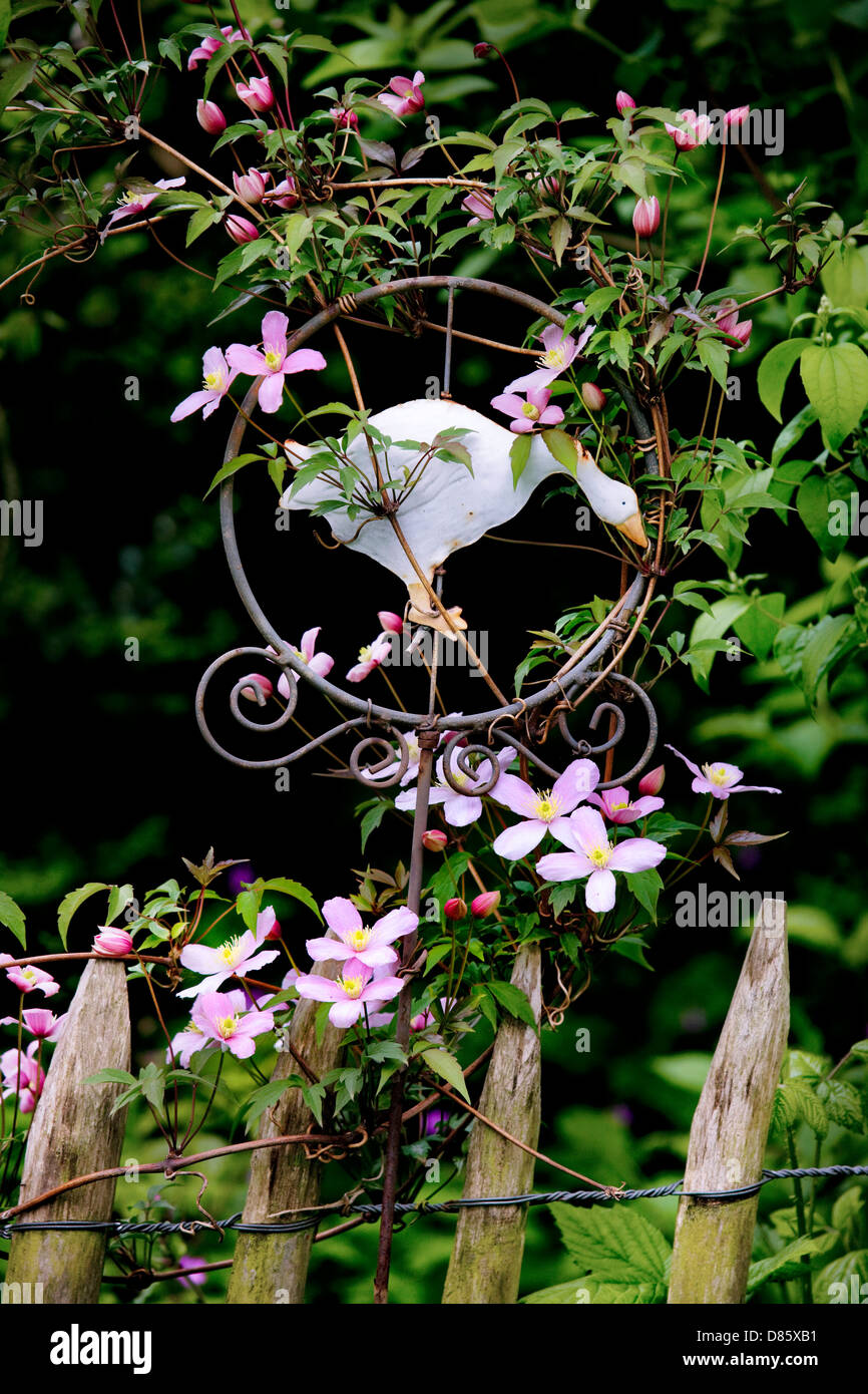 Clematis Montana in Blüte Stockfoto