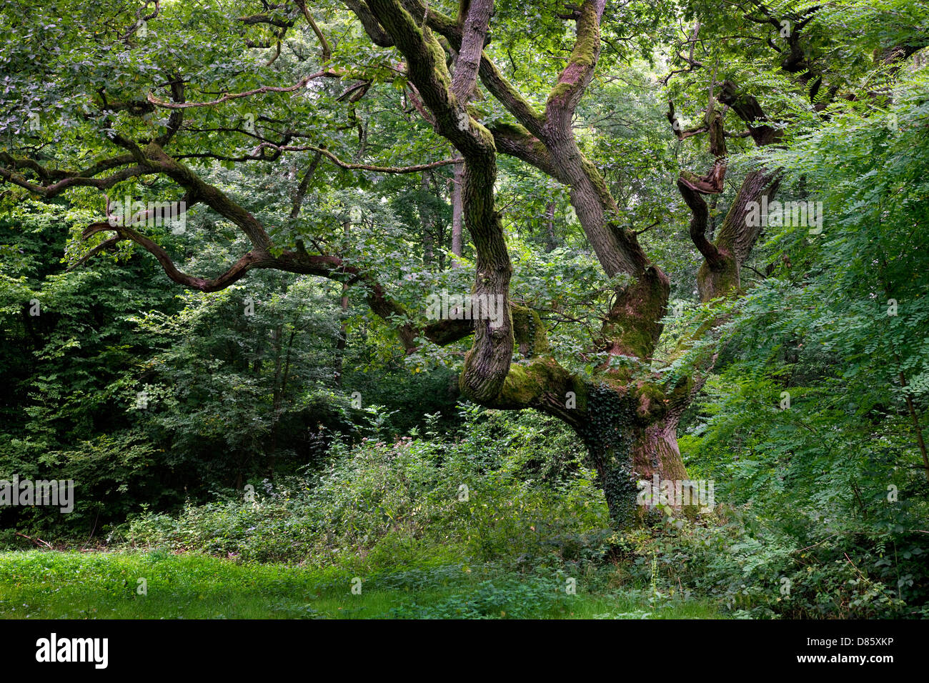 Altenglisch Eiche / pedunculate Eiche / französischer Eiche (Quercus Robur) in Wald Stockfoto