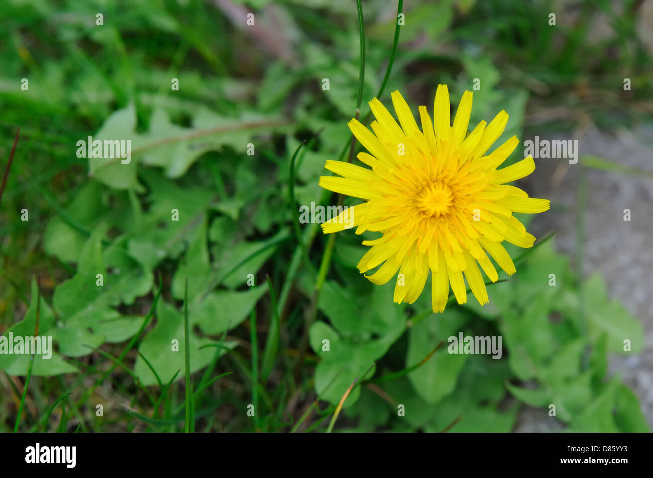 Löwenzahn Blüte und Blätter auf Rasen Stockfoto