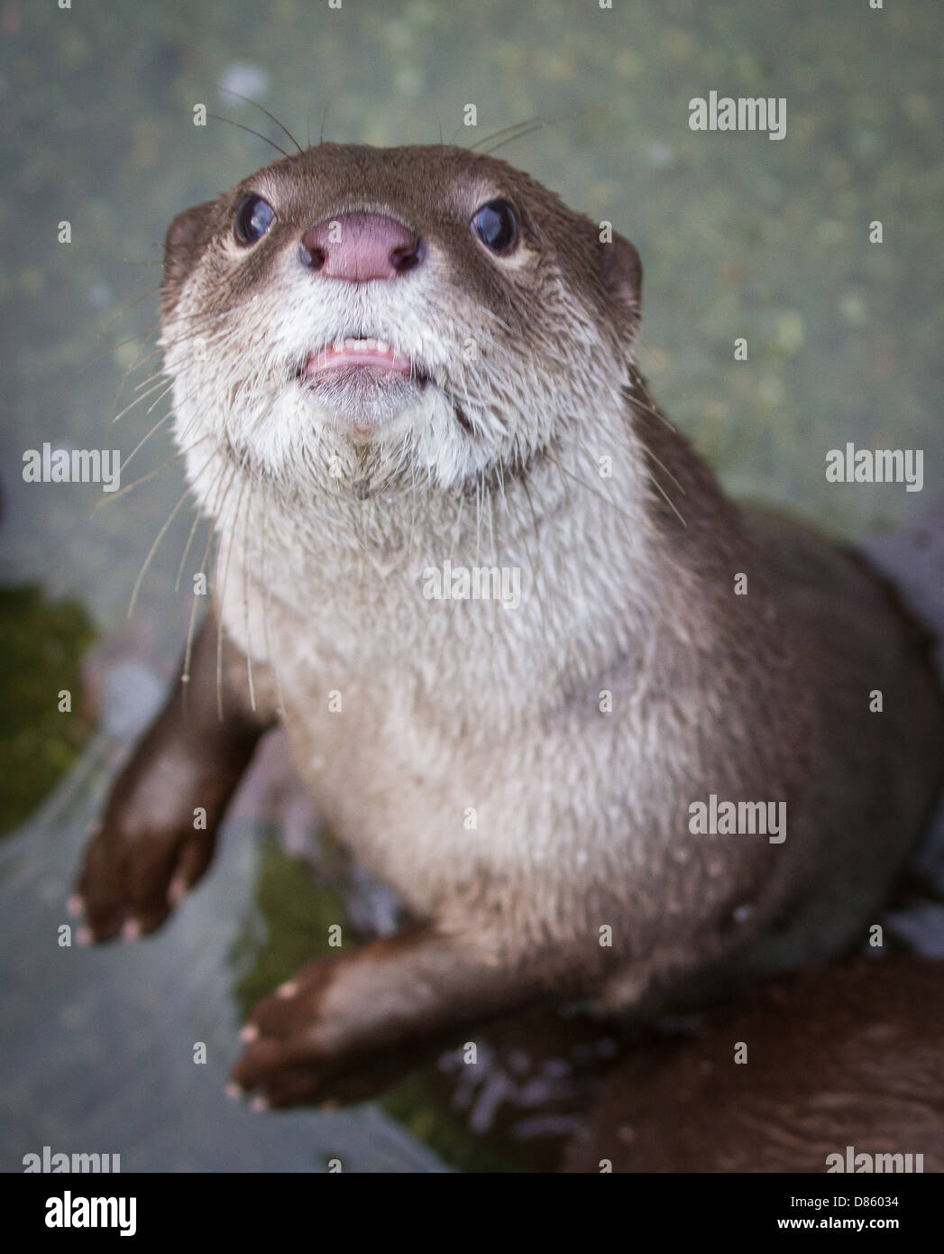 Otter warten auf das Essen im Zoo Stockfoto
