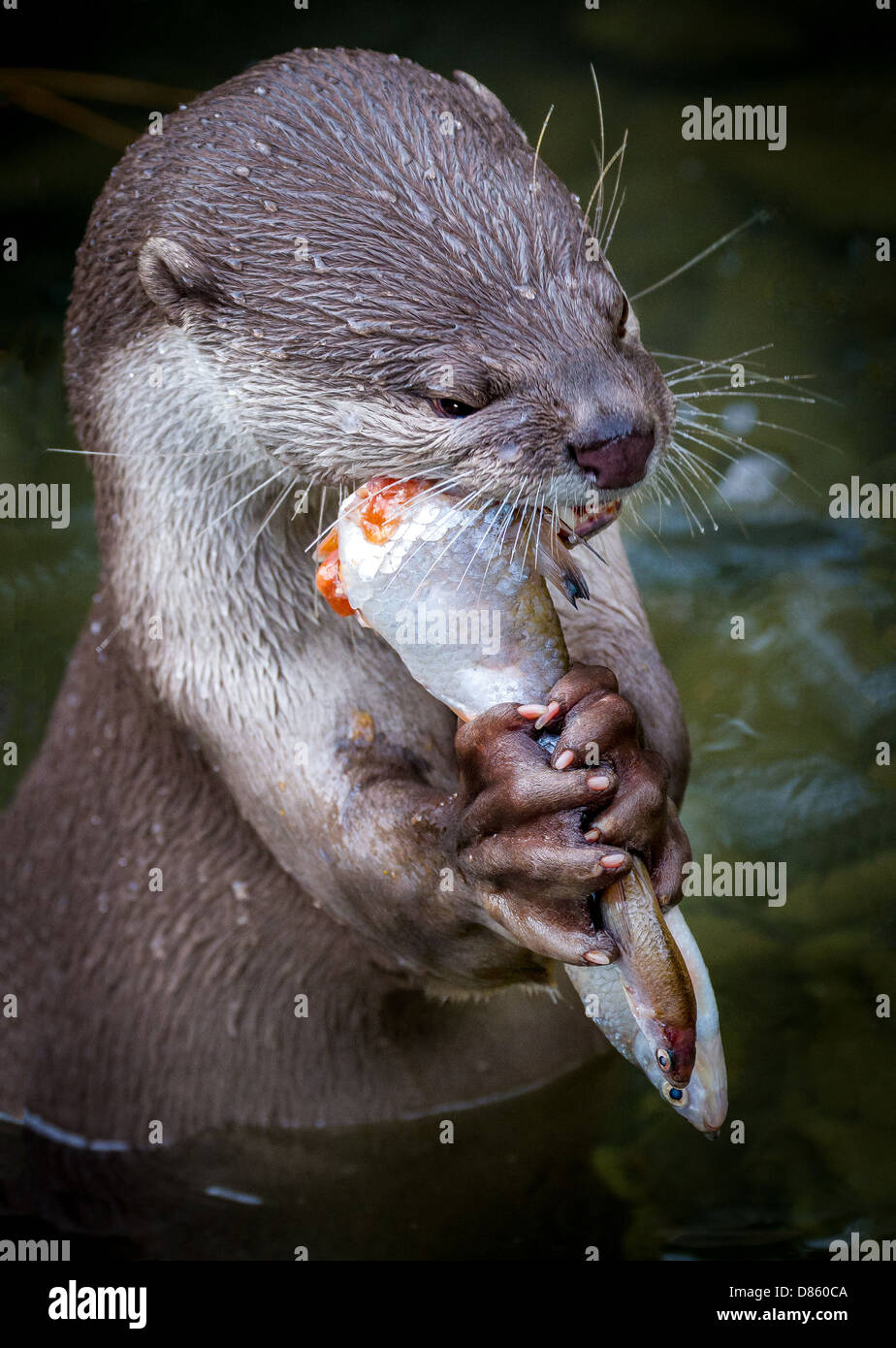 Otter Fisch essen im Zoo Stockfoto