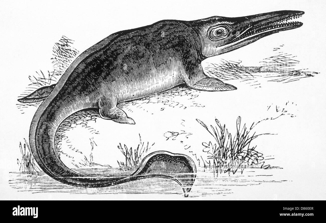 Ichthyosaurus Stockfoto