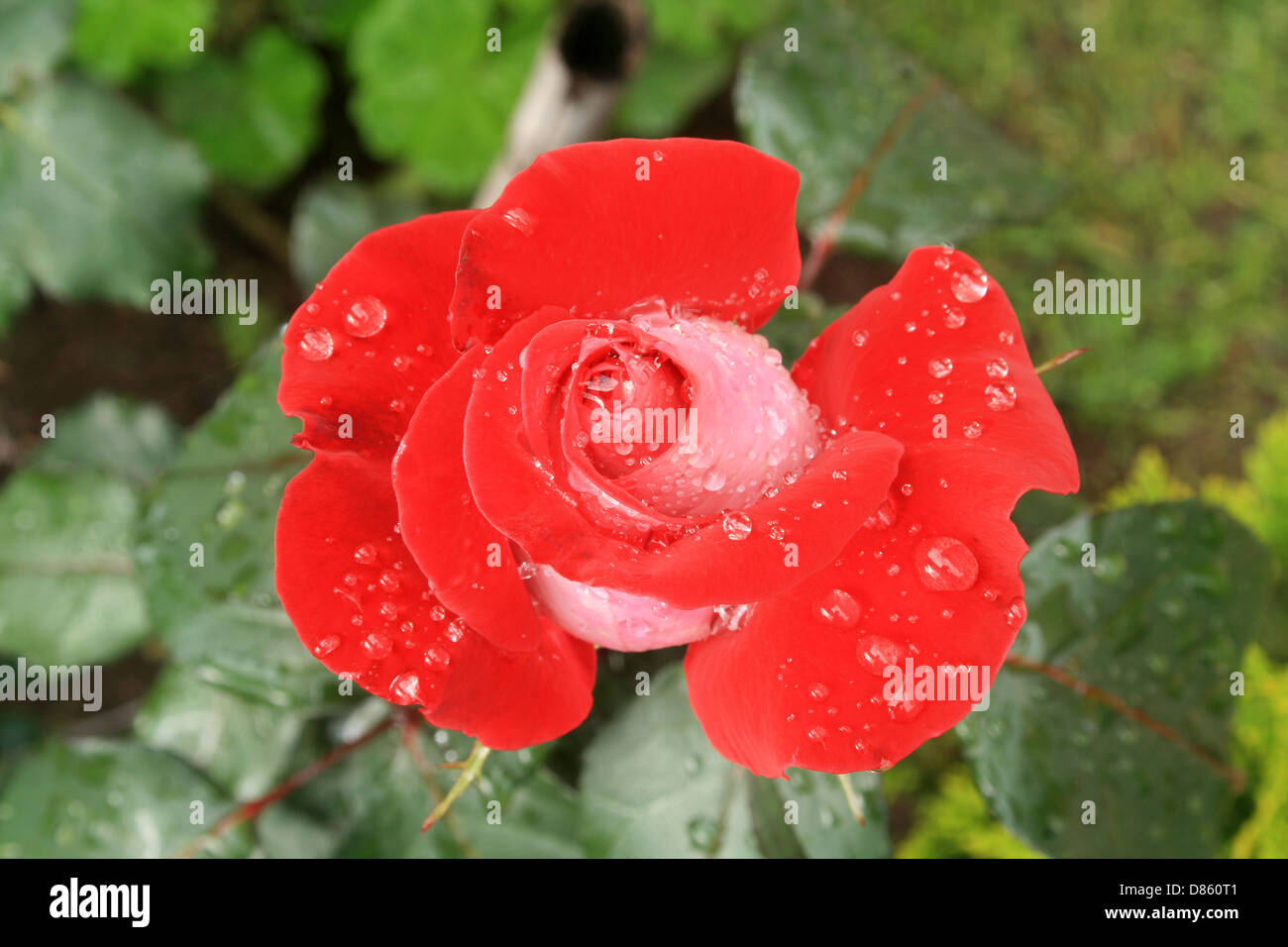 Eine rote rose blühen in einem Garten in Cotacachi, Ecuador Stockfoto