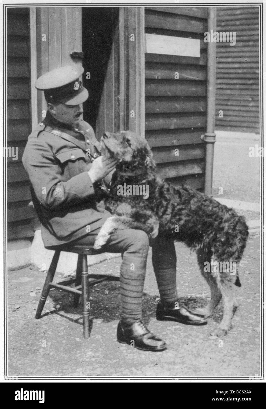 Militärpolizei Airedale Hund in Aldershot Stockfoto