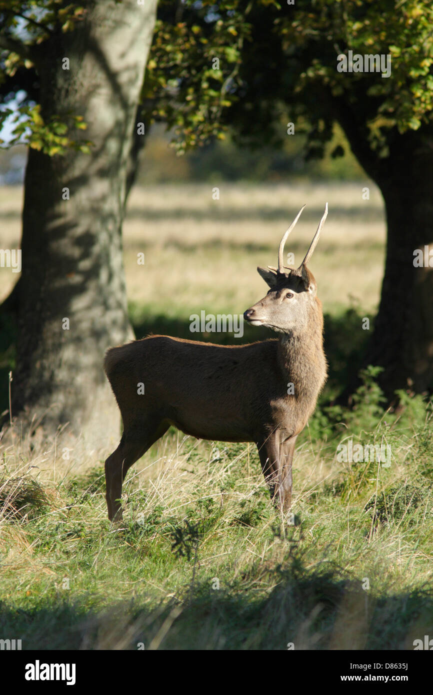 Sika Rotwild (Cervus Nippon) Hirsch, Herbst, Studley Royal Deer Park, North Yorkshire, England, UK Stockfoto