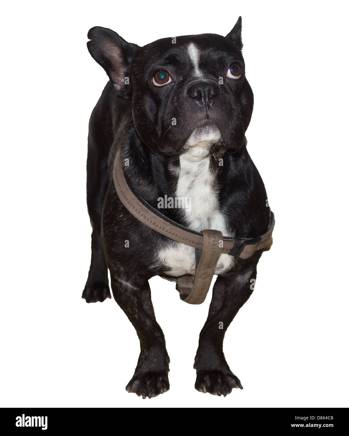 Französische Bulldogge nach oben auf die Kamera Stockfoto