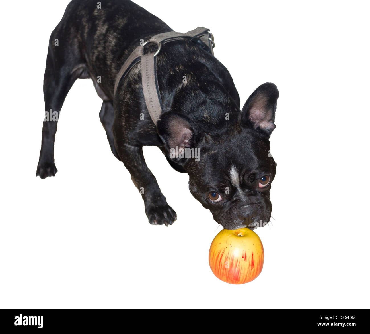 Französische Bulldogge mit Apple spielen Stockfoto