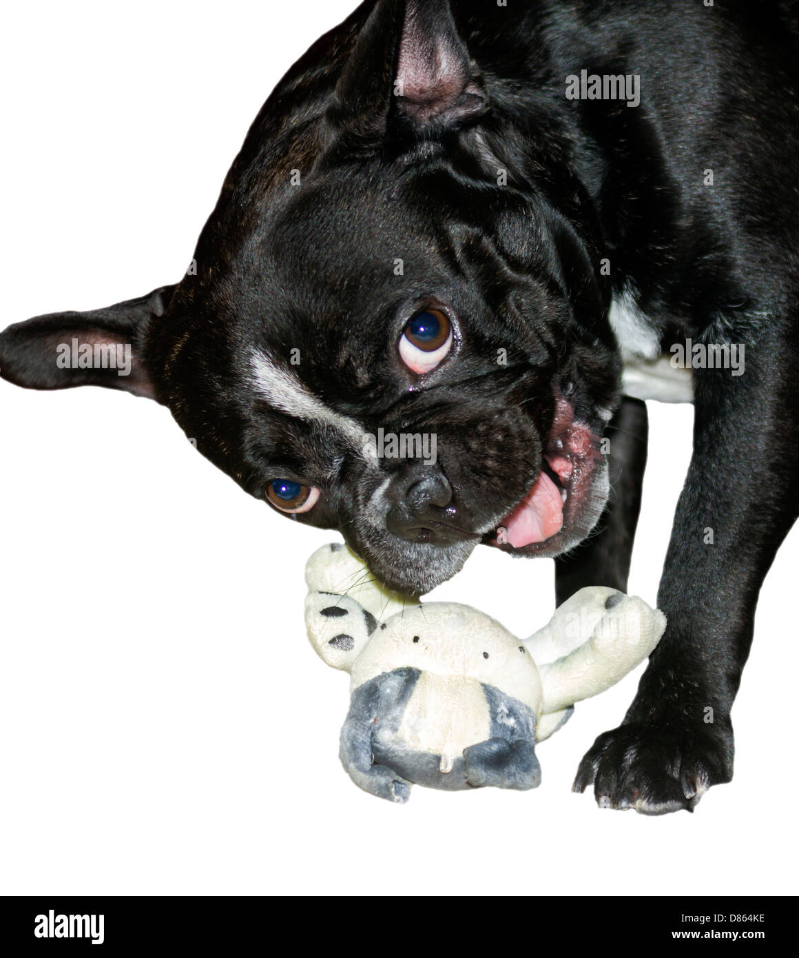 Französische Bulldogge lächelnd Stockfoto
