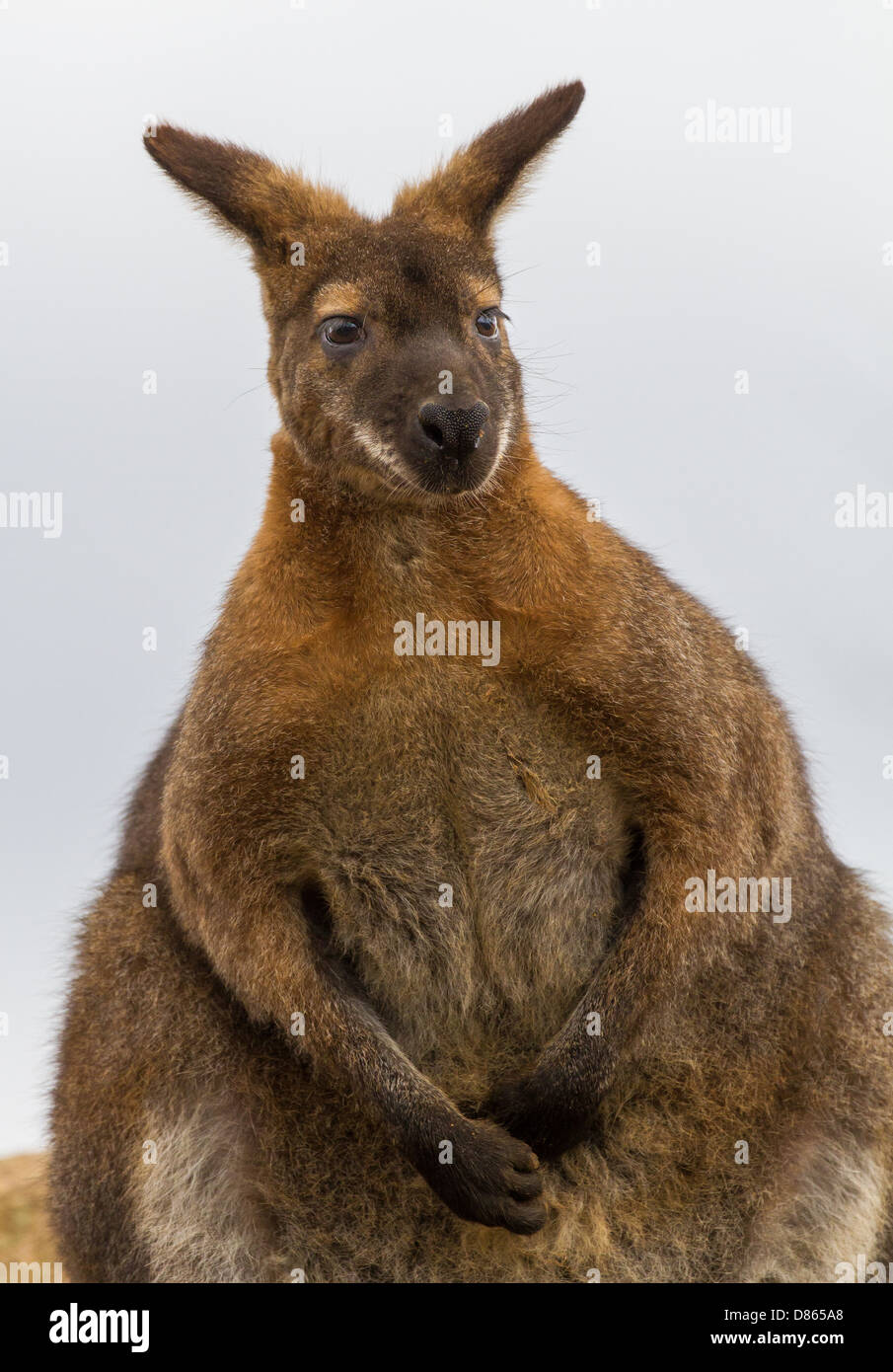 Bennetts Wallaby (Macropus rufogriseus) Colchester Zoo Stockfoto