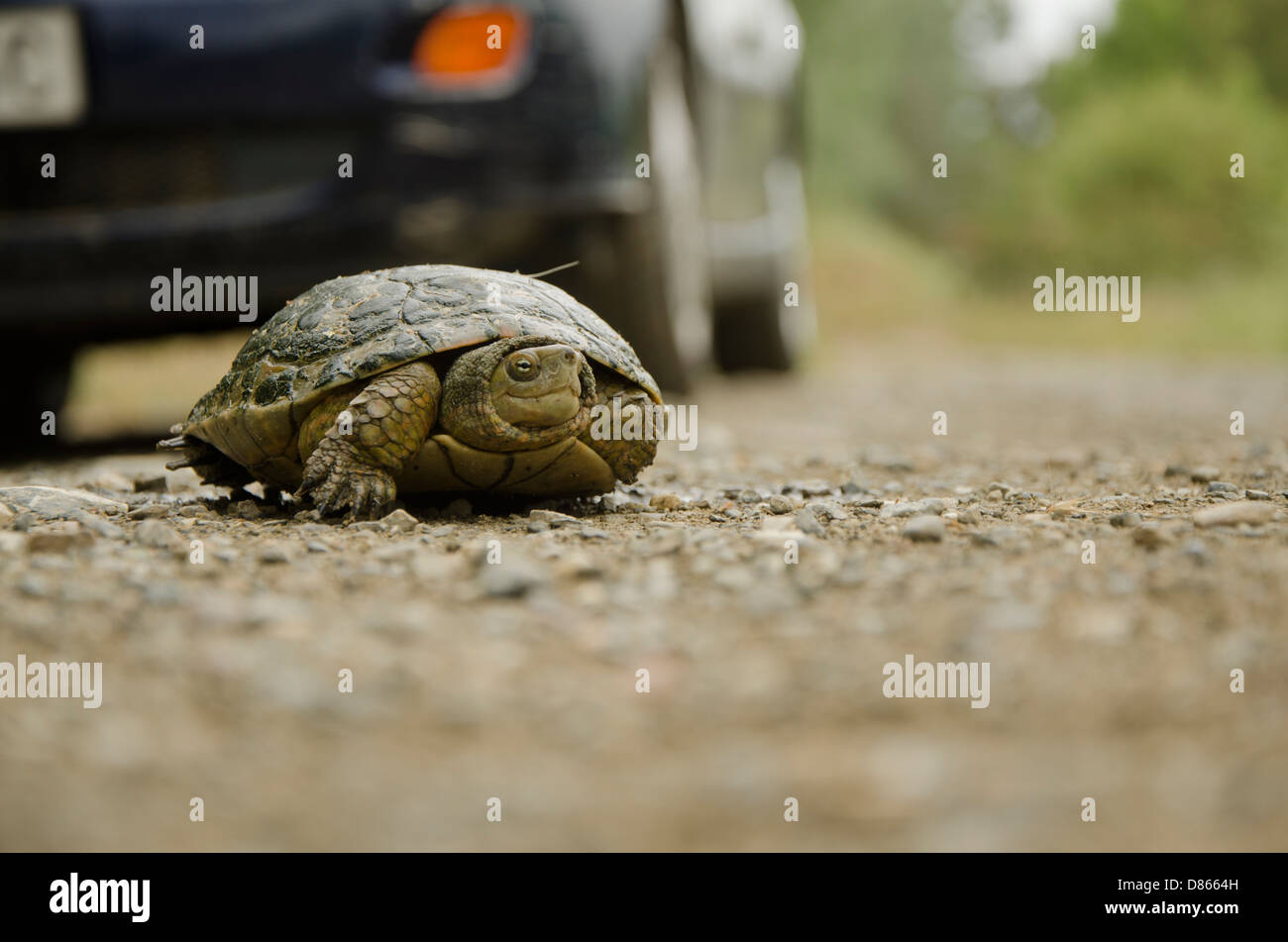 Spanische Teichschildkröte (Mauremys leprosa) über eine unbefestigte Straße, mit Auto kommt, Andalusien, Spanien. Stockfoto