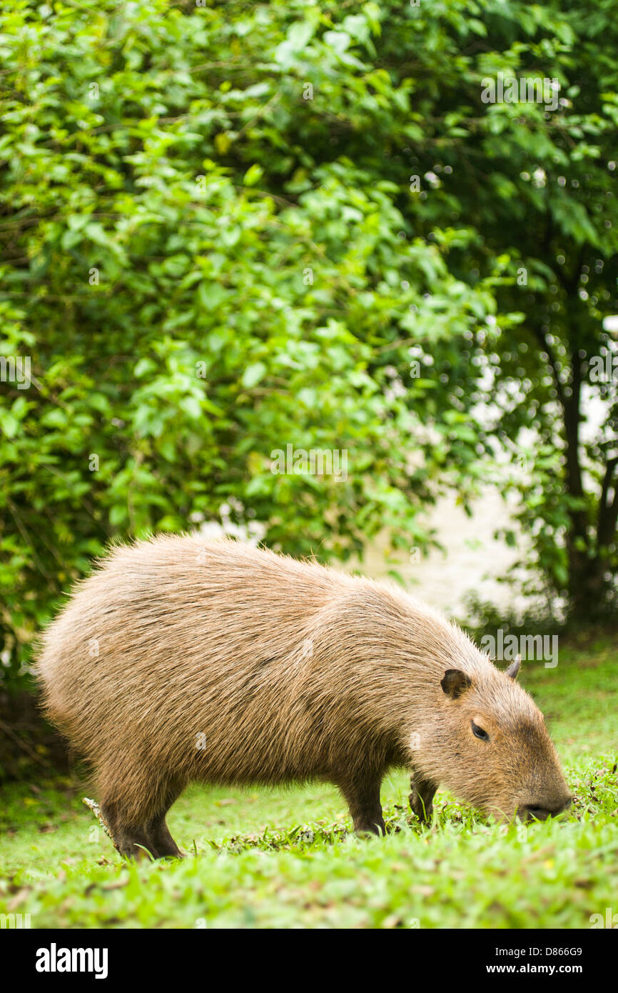 Wasserschwein (Hydrochoerus Hydrochaeris), das größte lebende Nagetier der Welt, an den Ufern des Flusses Itajai. Stockfoto