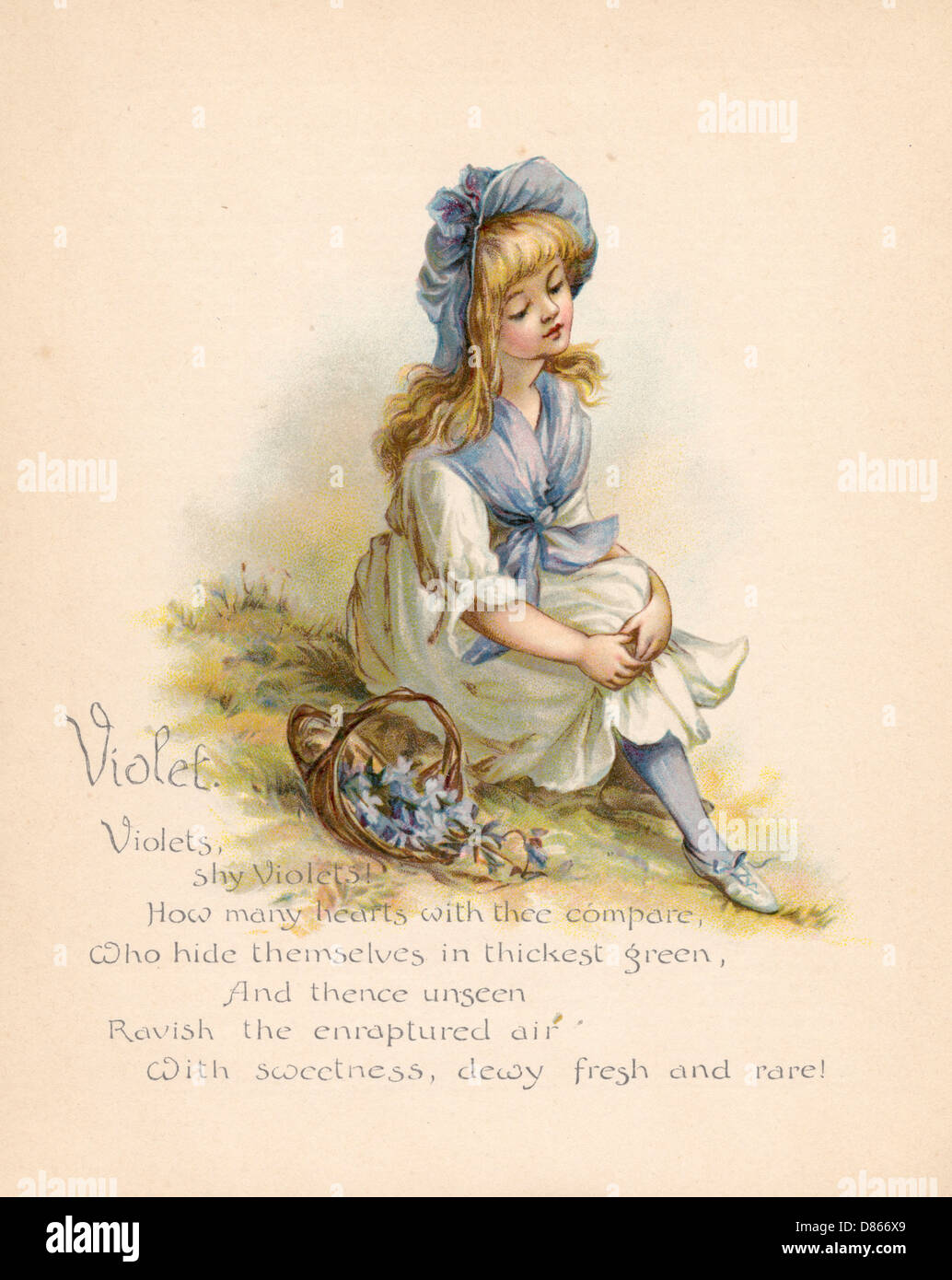 Violet / „Sprache der Blumen“ Stockfoto