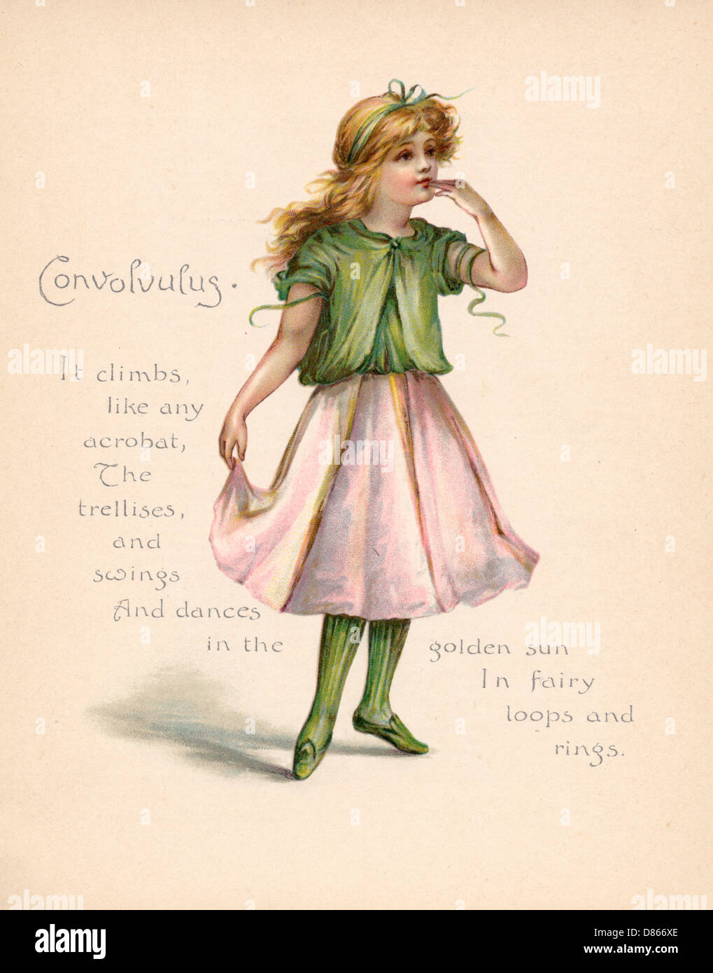 Convolvulus / „Sprache der Blumen“ Stockfoto