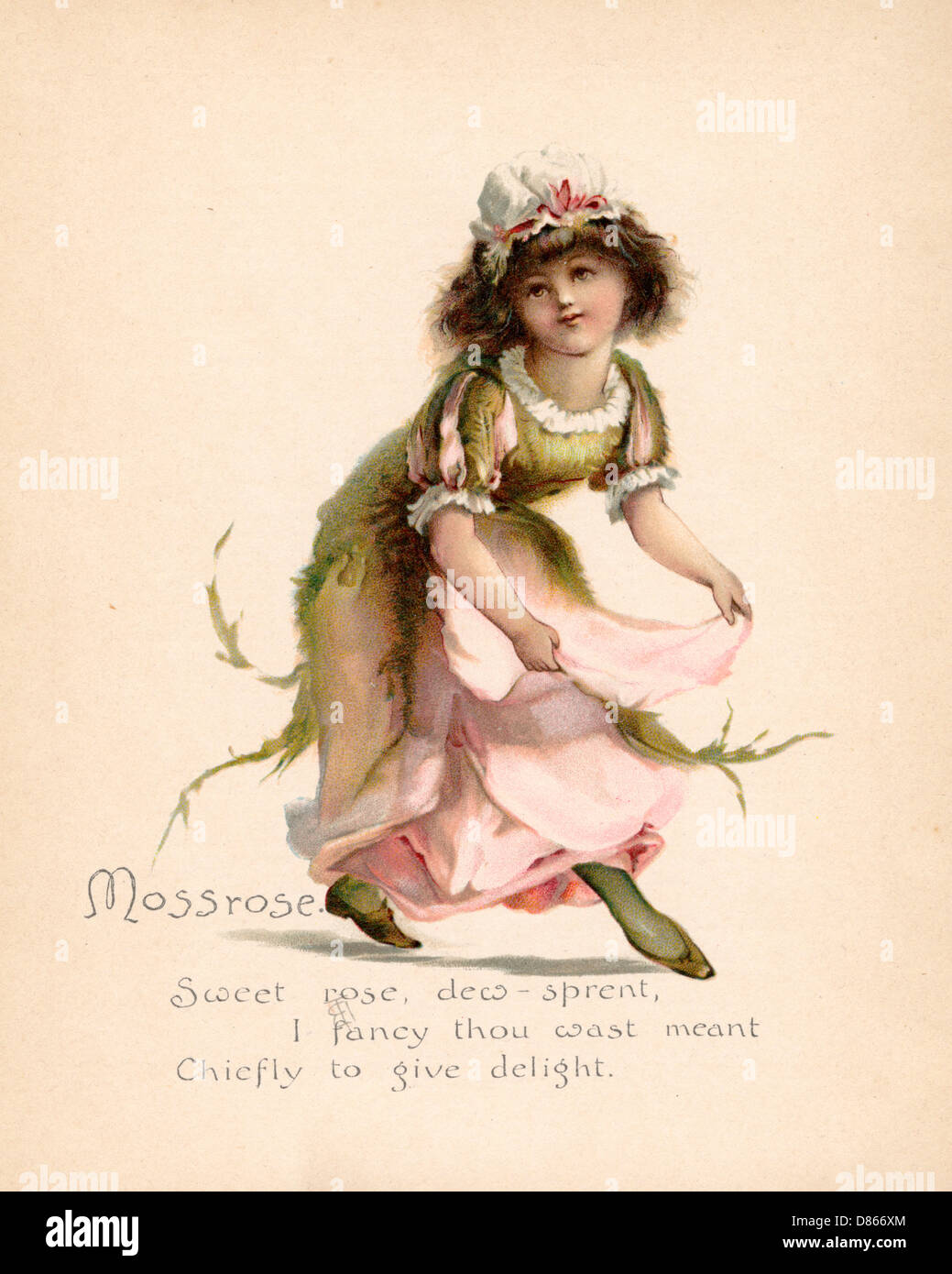 Mossrose / „Sprache der Blumen“ Stockfoto