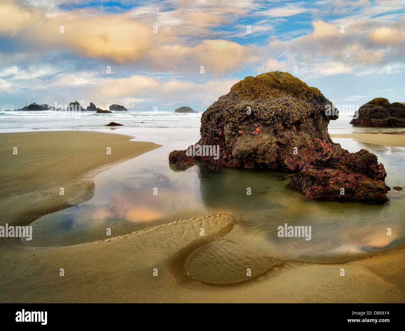 Ebbe-Pool mit Seestern und Sonnenuntergang. Bandon, Oregon. Stockfoto