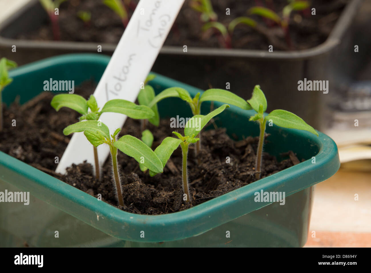 Ihr eigenes Essen, F1 Totem Tomaten Setzlinge wachsen. Stockfoto