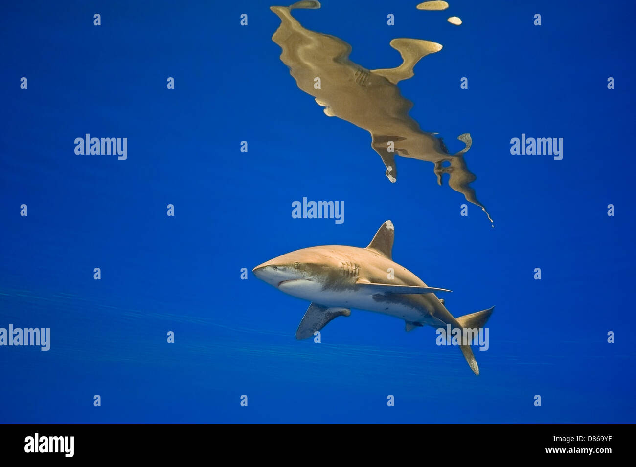ozeanische Weißspitzen Hai, Carcharhinus Longimanus bedroht Spcecies, Kona Coast, Big Island, Hawaii, USA, Pazifik Stockfoto