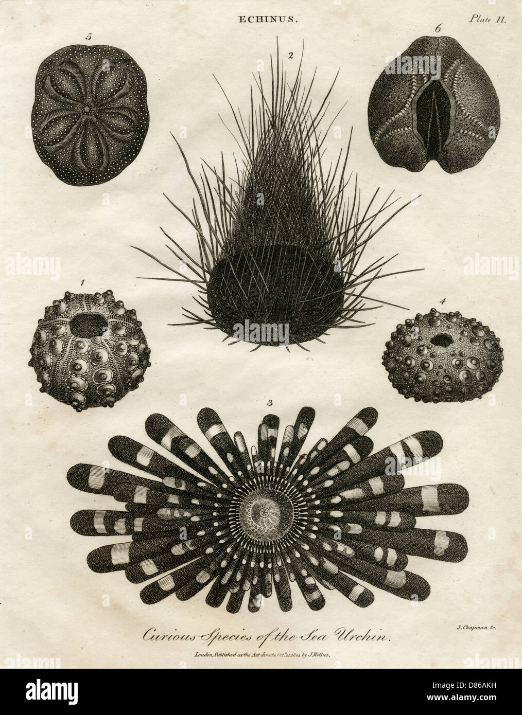 Echinus oder Seeigel Stockfoto