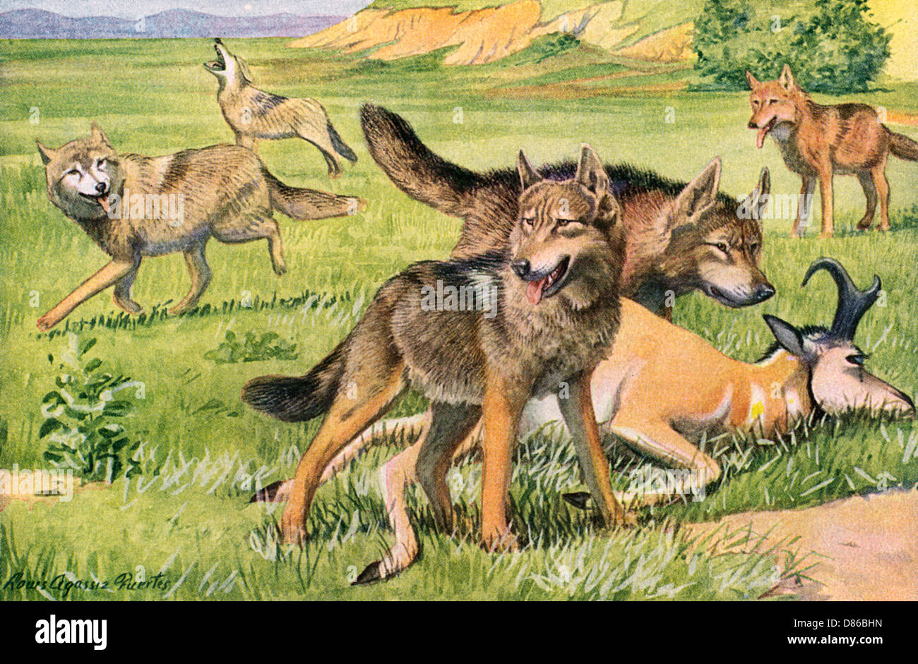 Timber Wolf und Kojote Stockfoto