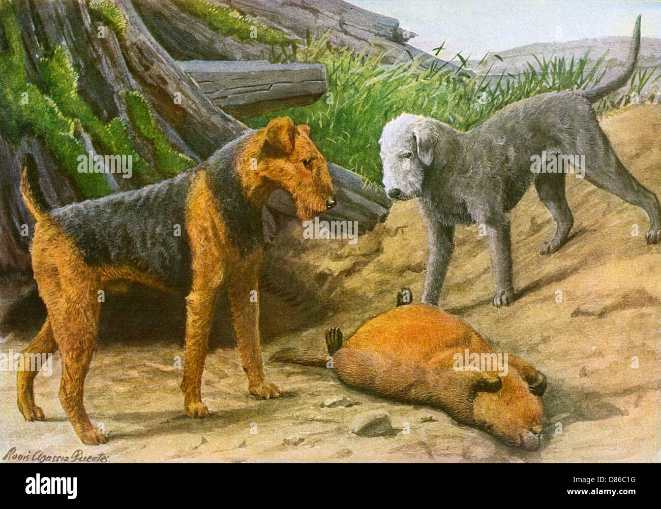 Airdale Terrier und Bedlington Terrier Stockfoto