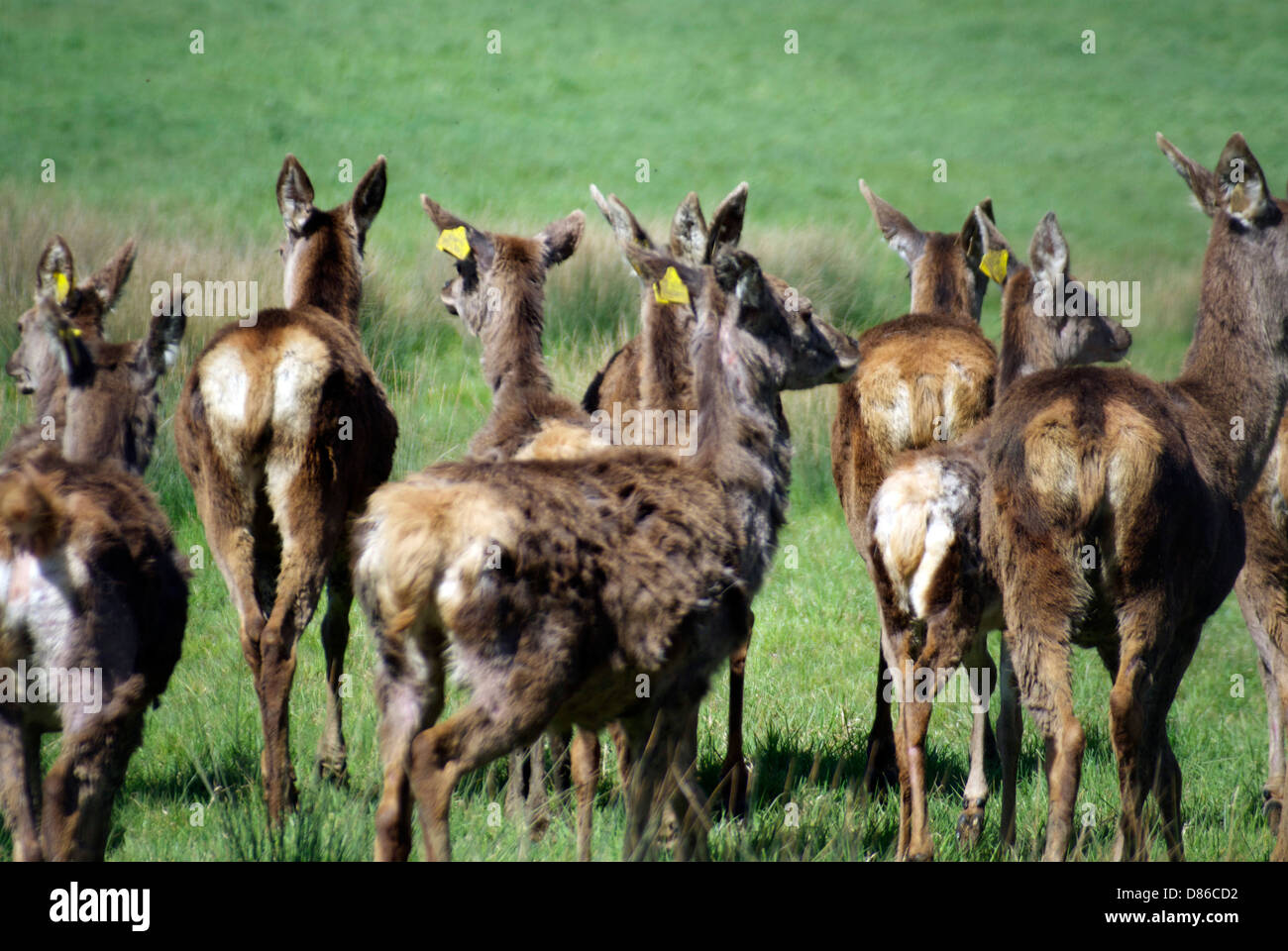 Ansicht der Herde Hirsche auf der Flucht Stockfoto