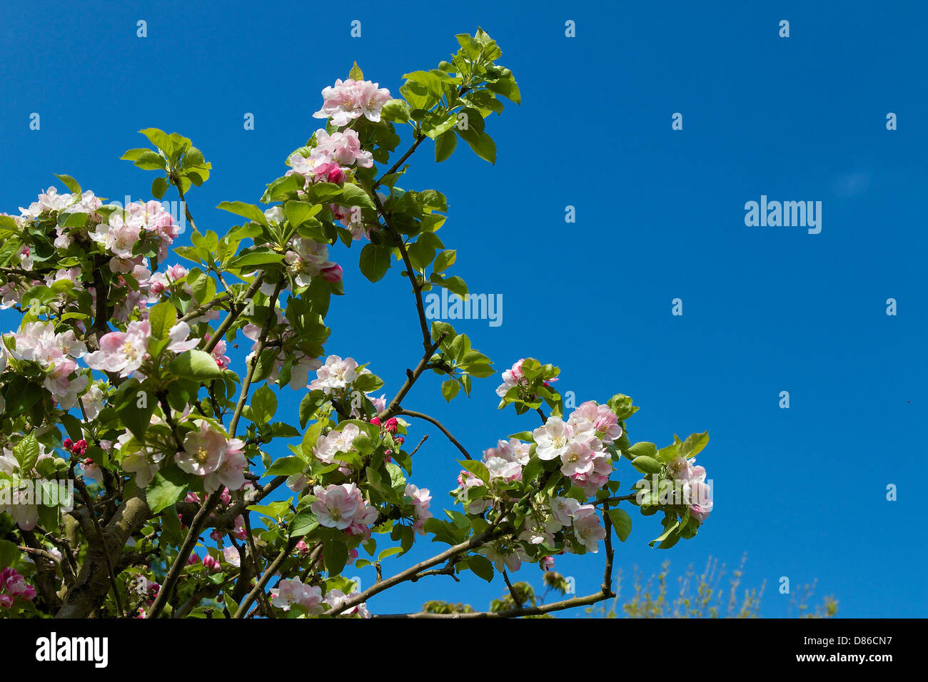 Englische Apple Blossom Closeup Stockfoto